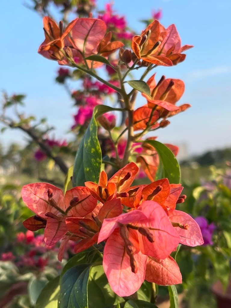 巧克力粉 頂上花藝