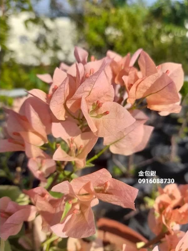 金包銀 頂上花藝