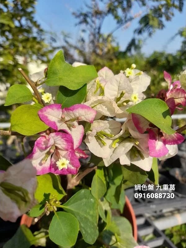 調色盤 頂上花藝