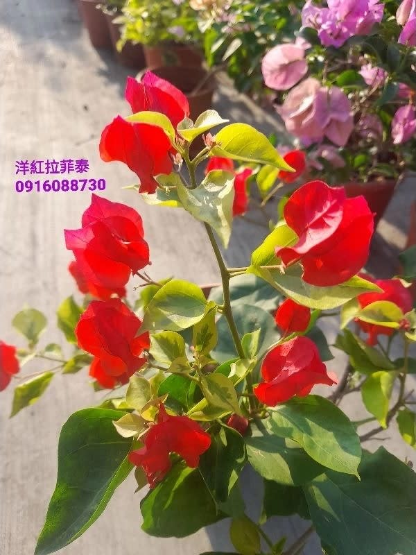 洋紅拉菲泰 頂上花藝