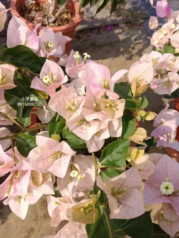 小葉畫報 頂上花藝