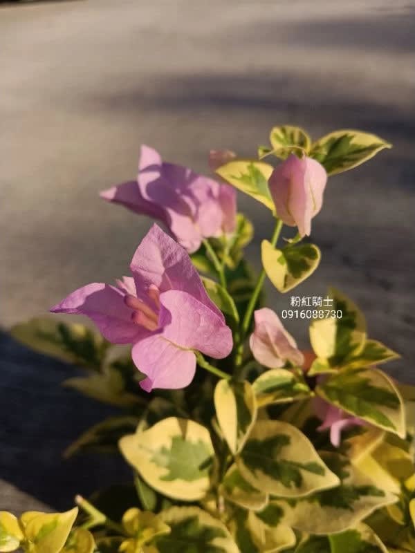 粉紅騎士 頂上花藝