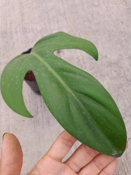 牛舌蔓綠絨 頂上花藝