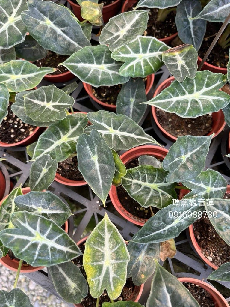 瑪黛觀音蓮 頂上花藝