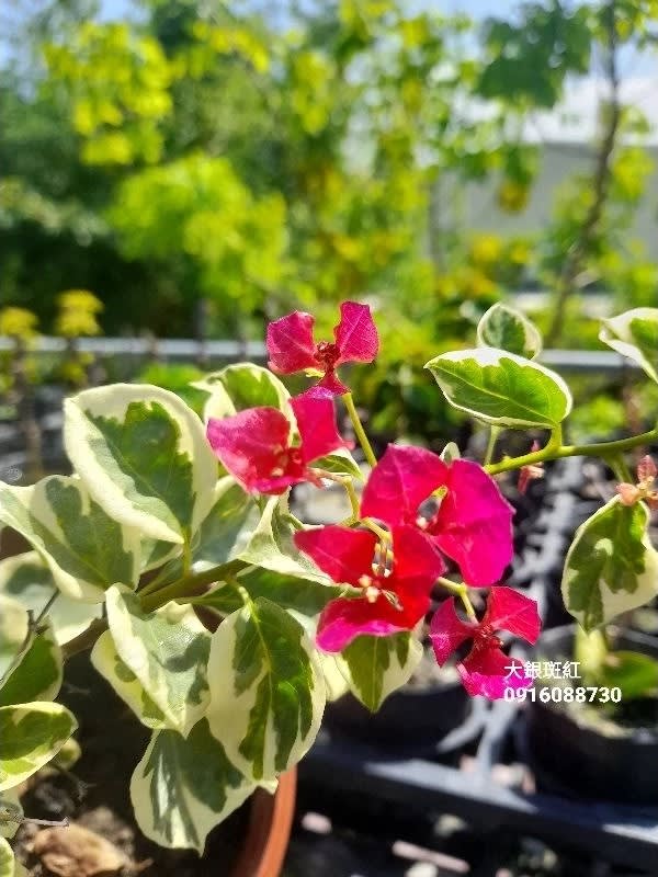 大銀斑紅 頂上花藝