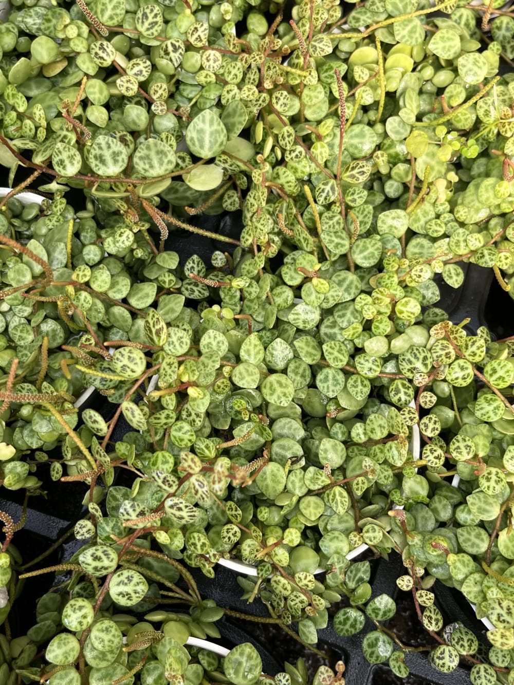 小海龜椒草 頂上花藝