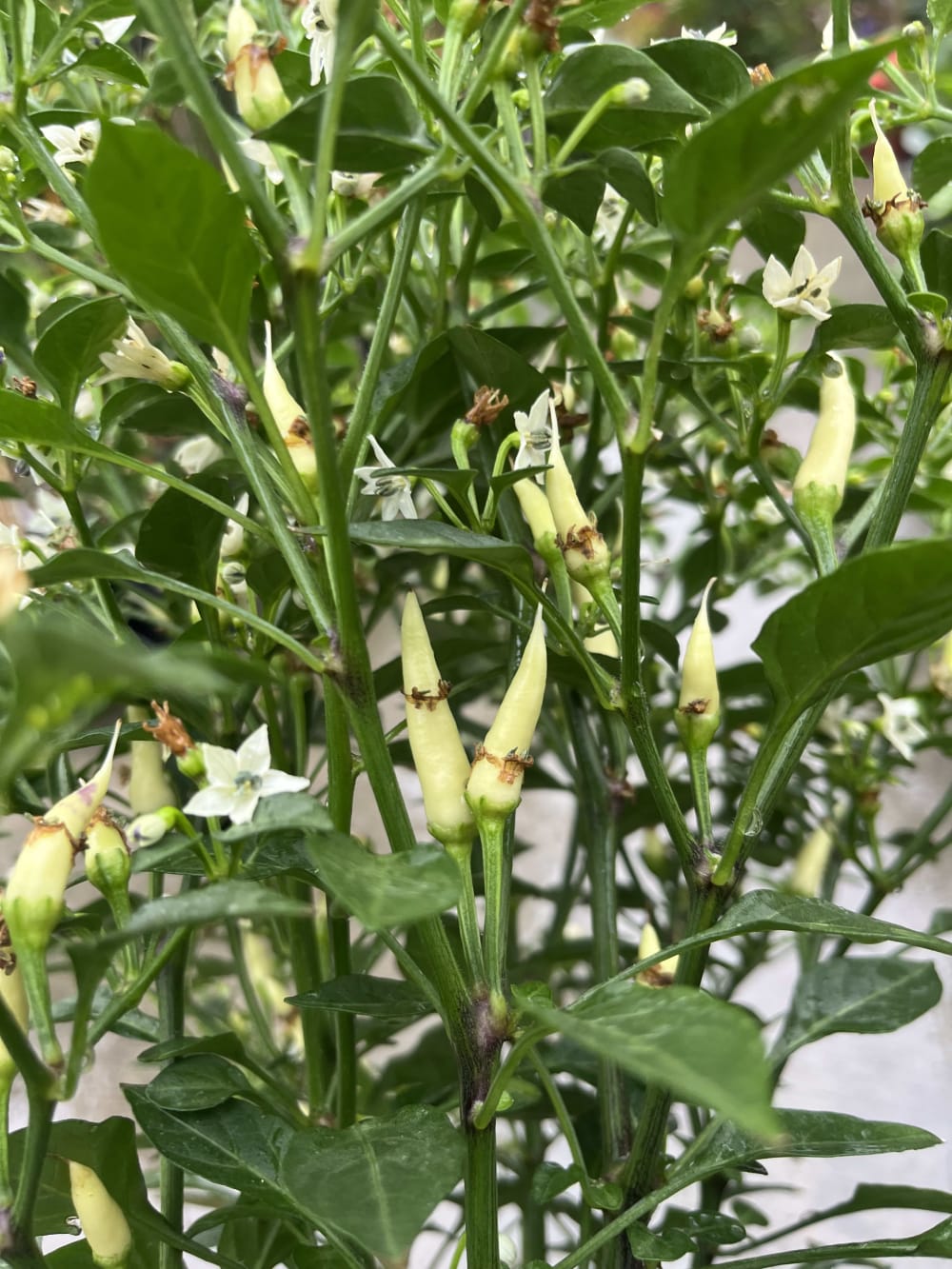 雞心辣椒 頂上花藝