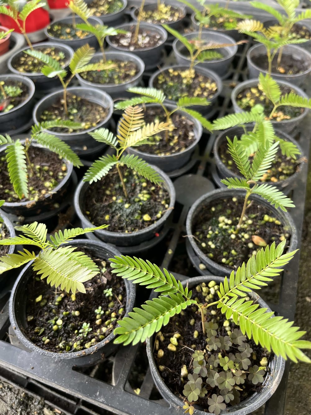 日本小豆樹 頂上花藝