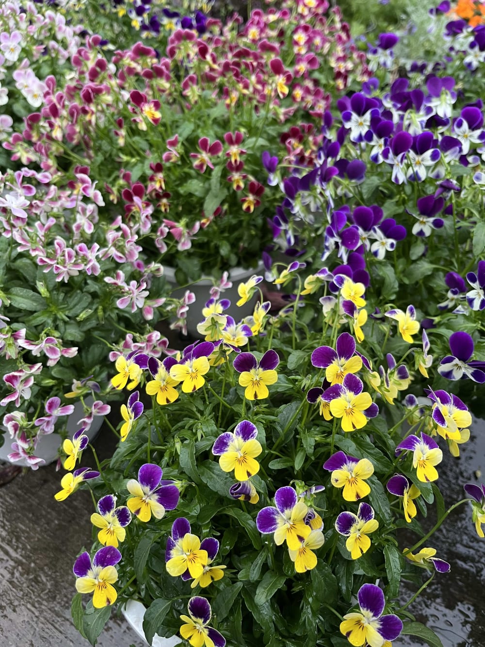 兔耳香蓳草（甜花香） 頂上花藝