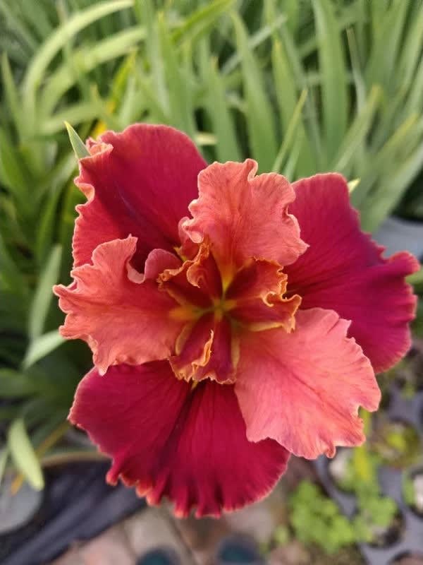 大紅袍 頂上花藝