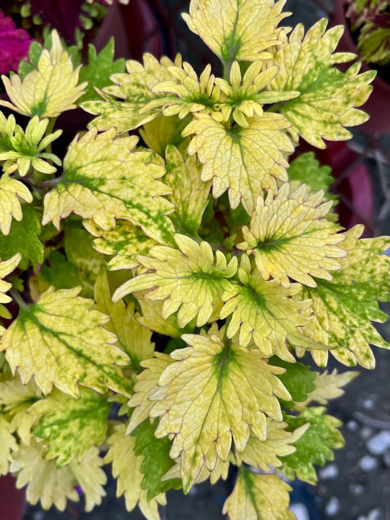 彩葉草編號42 頂上花藝