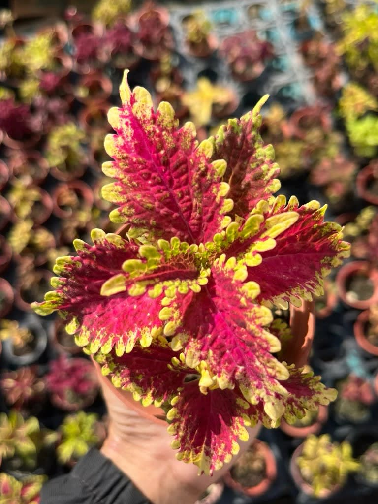 彩葉草編號39 頂上花藝