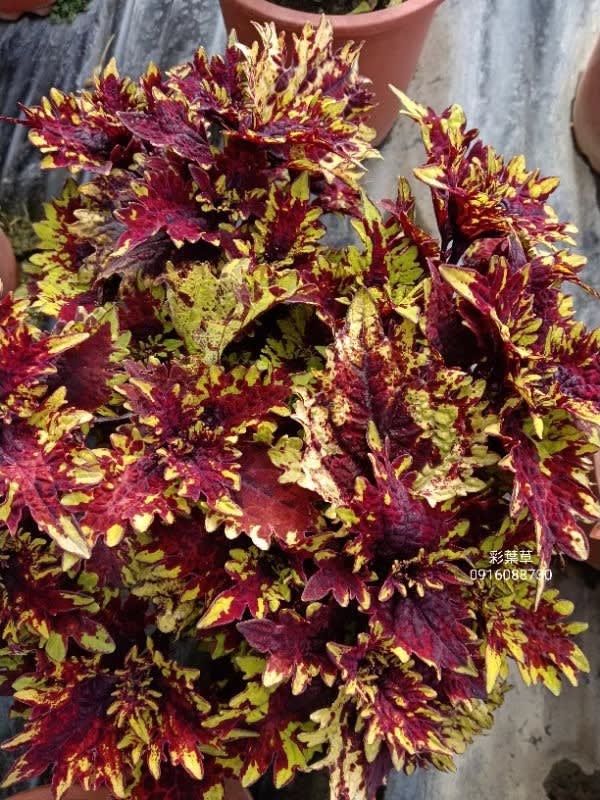 彩葉草編號25