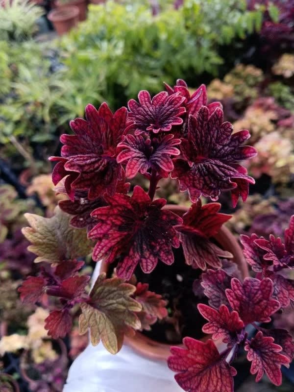 彩葉草編號22 頂上花藝