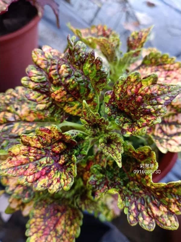 彩葉草編號20 頂上花藝