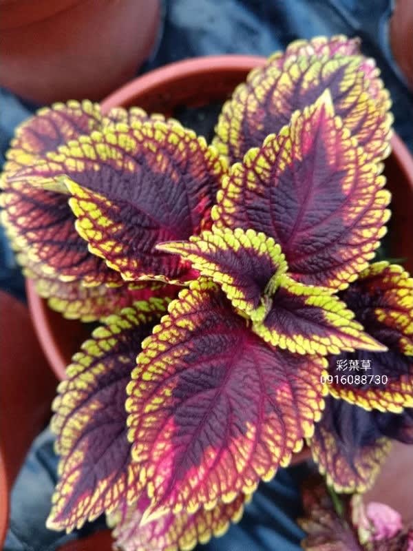 彩葉草編號19 頂上花藝