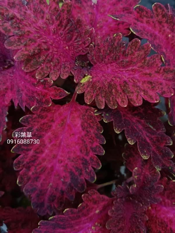 彩葉草編號16 頂上花藝