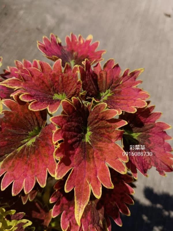 彩葉草編號15 頂上花藝