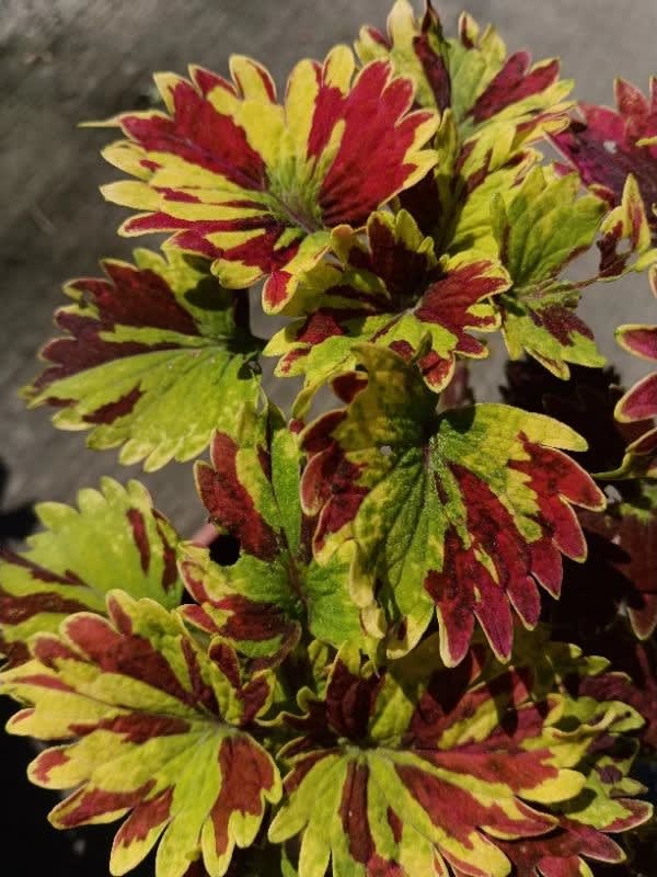 彩葉草編號14 頂上花藝