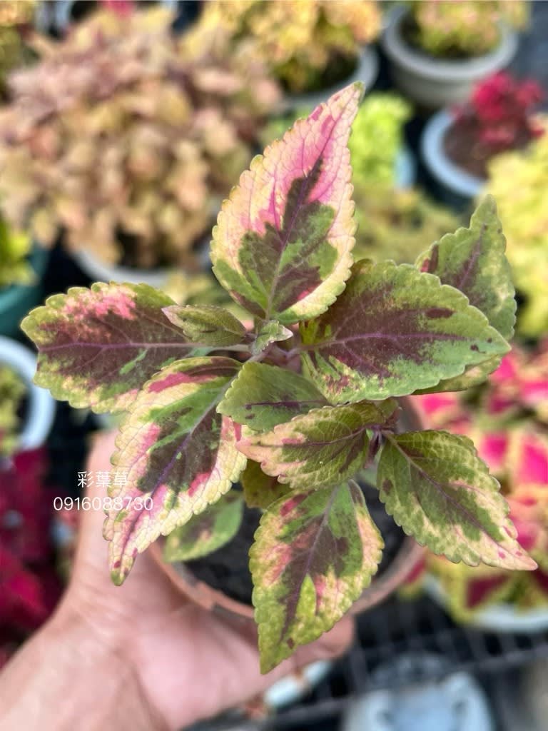 彩葉草編號13 頂上花藝