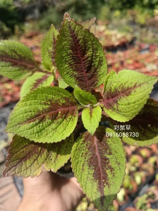 彩葉草編號12 頂上花藝