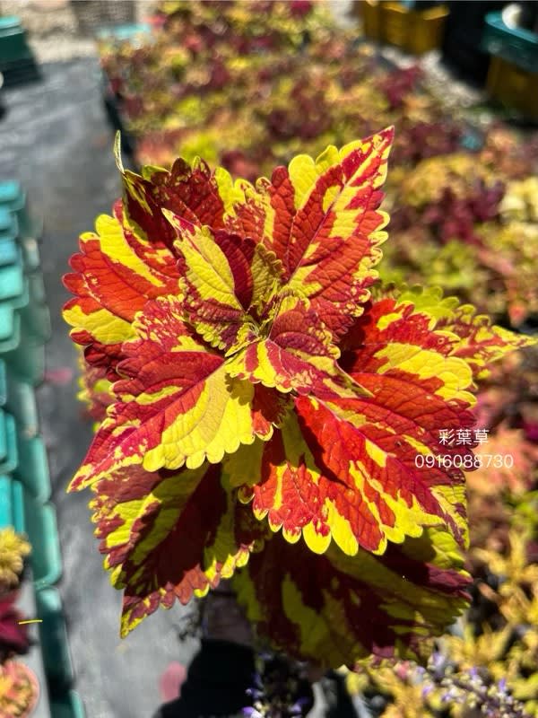 彩葉草編號10 頂上花藝