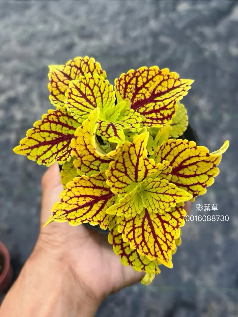 彩葉草編號08 頂上花藝