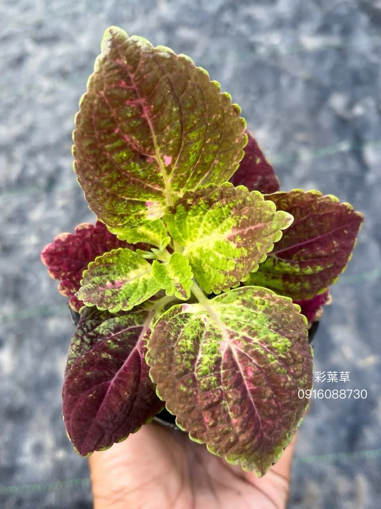 彩葉草編號03 頂上花藝