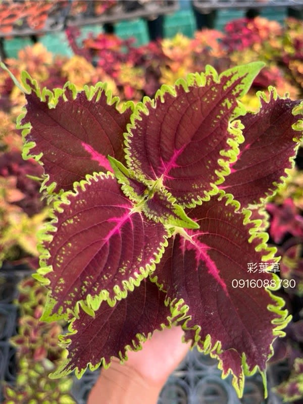 彩葉草編號02 頂上花藝