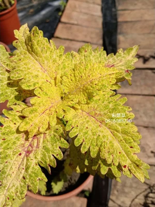 彩葉草編號01 頂上花藝