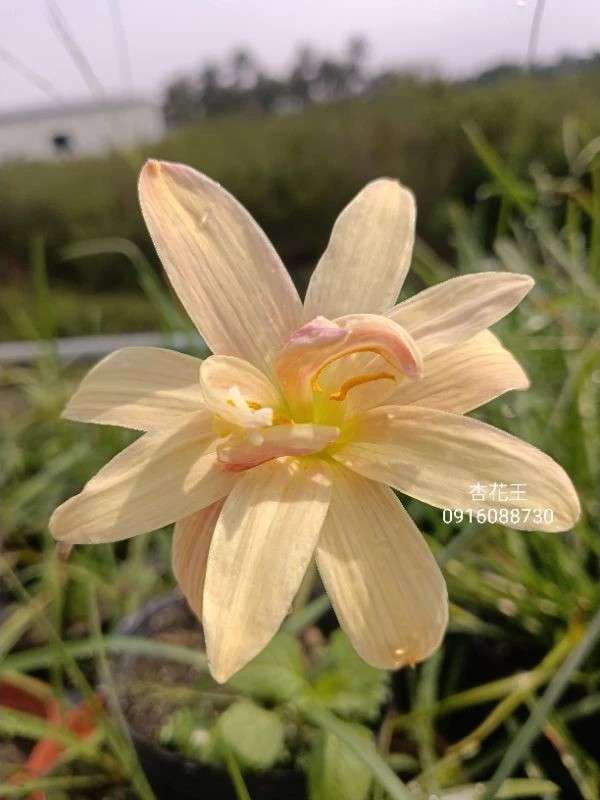 杏花王 頂上花藝