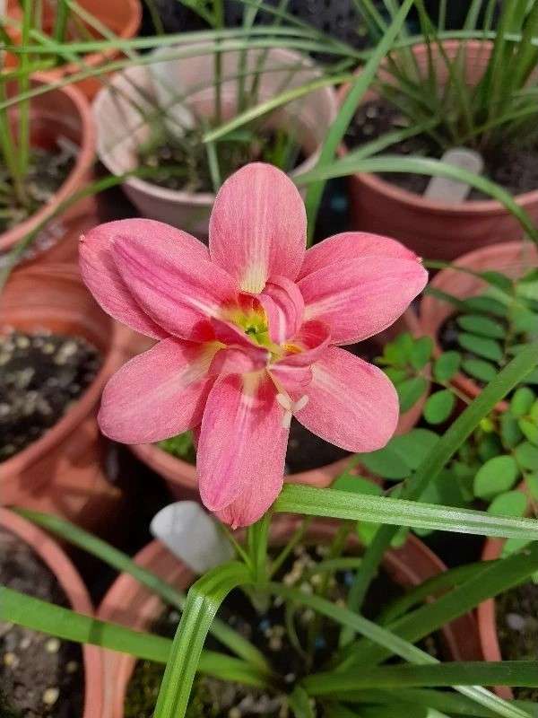 巴真之心 頂上花藝