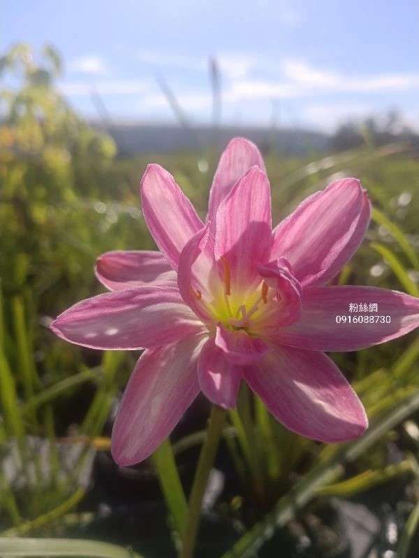 粉絲綢 頂上花藝