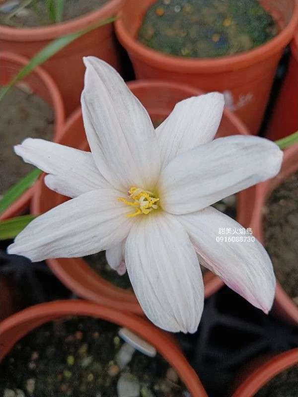 甜美火焰鳥 頂上花藝