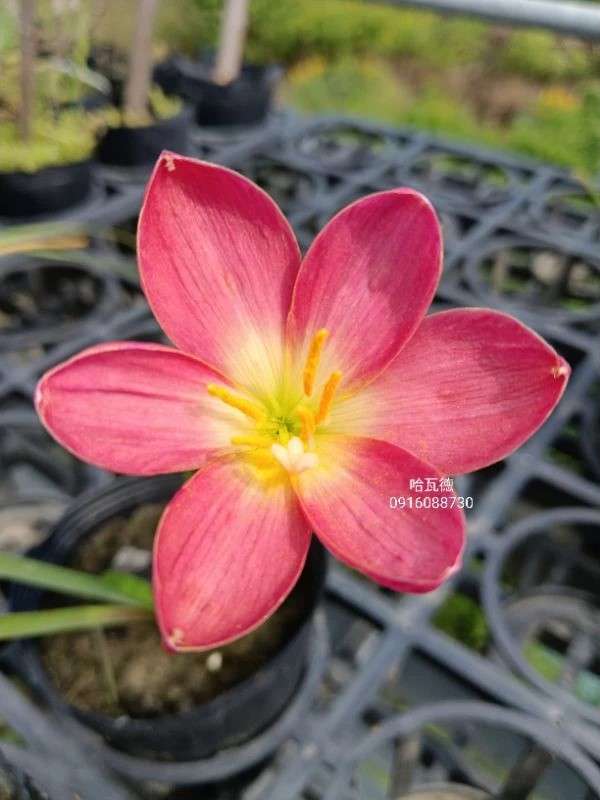 哈瓦德 頂上花藝