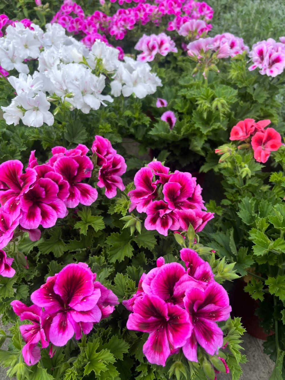 星光天竺葵 頂上花藝