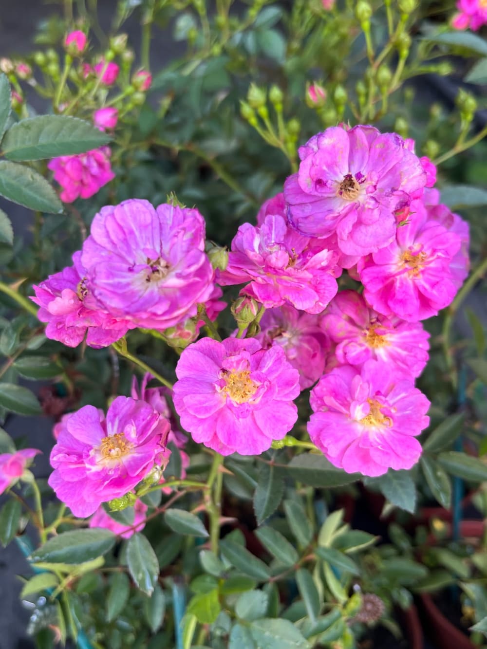 天使薔薇 頂上花藝