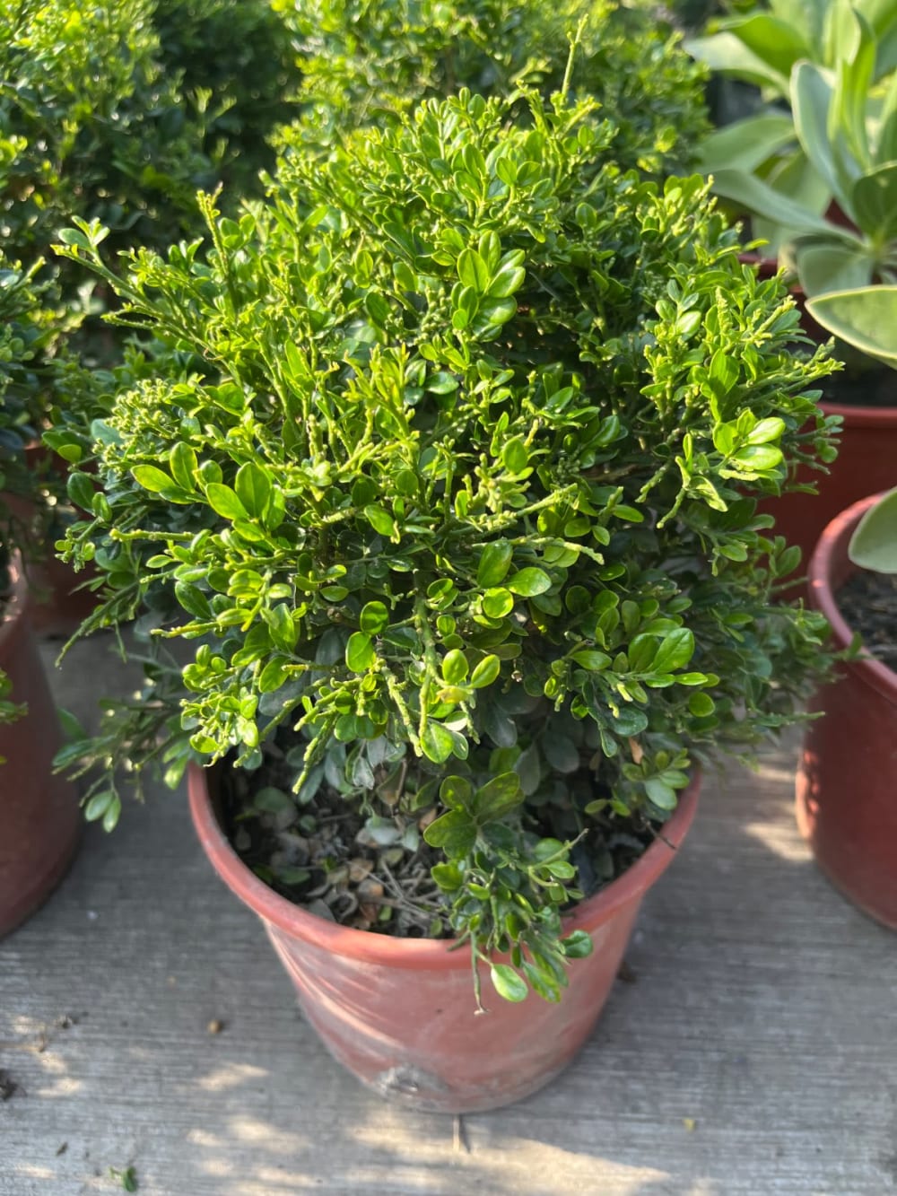 泰國小葉七里香