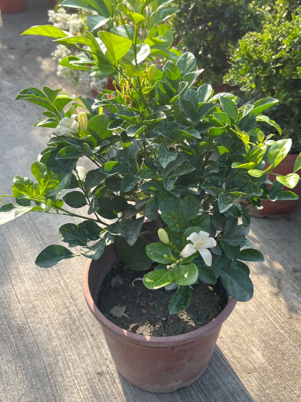 大花七里香 頂上花藝