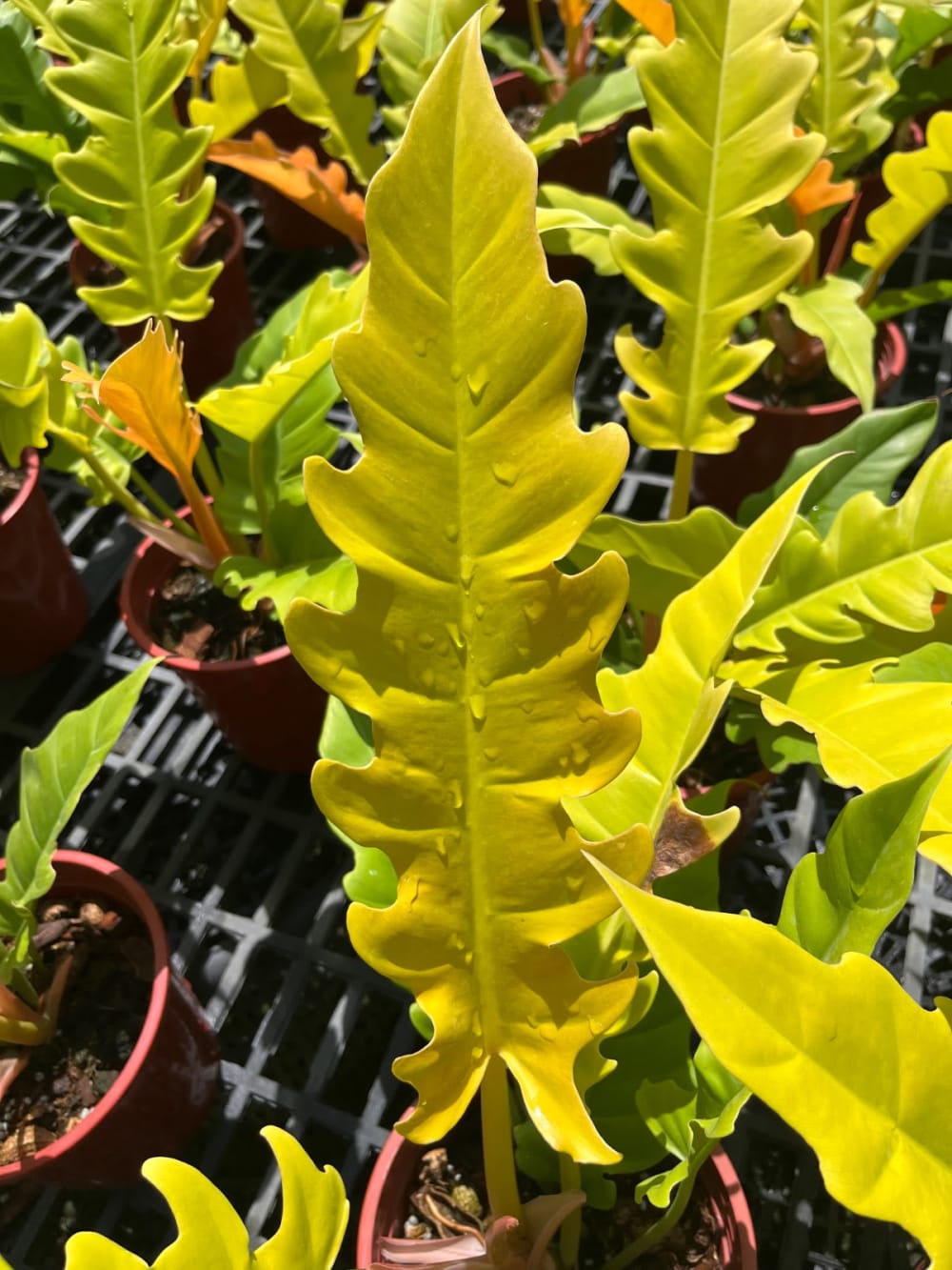 黃金火之戒 蔓綠絨