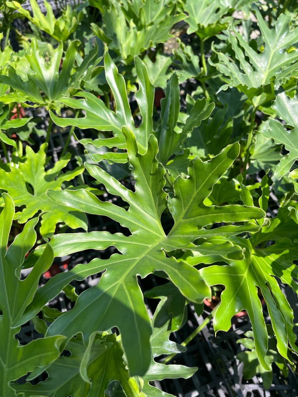 密葉天使 蔓綠絨 頂上花藝