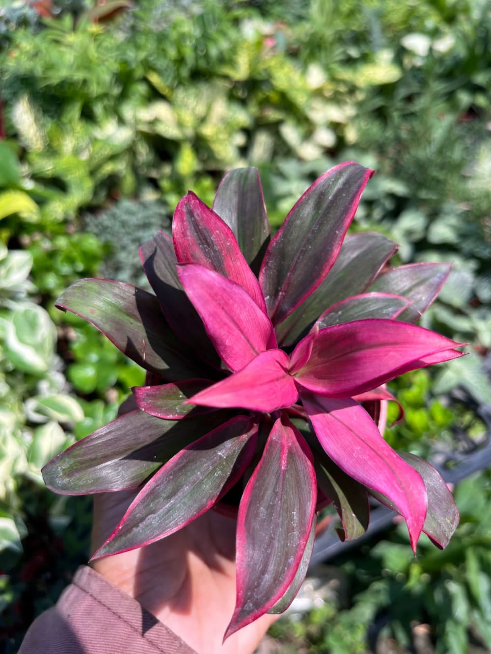 彩虹朱蕉 頂上花藝