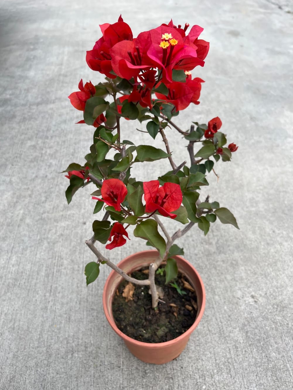 沖繩紅九重葛：自帶海島度假風的熱情純紅花瀑，陽台必備的經典開花盆栽
