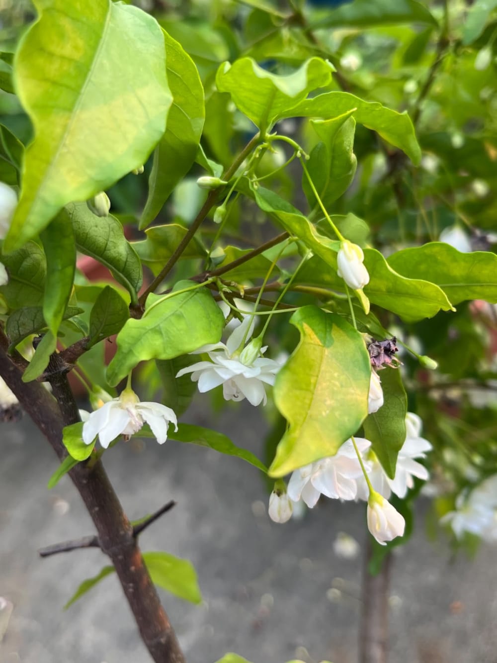 熱帶香水梅