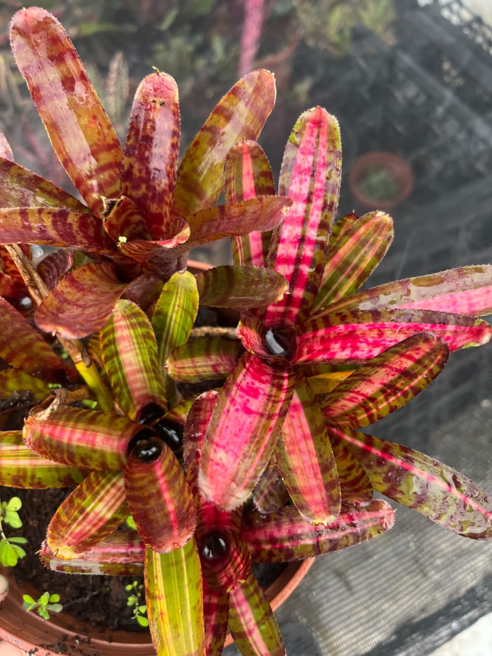 Neoregelia Hot Ember
