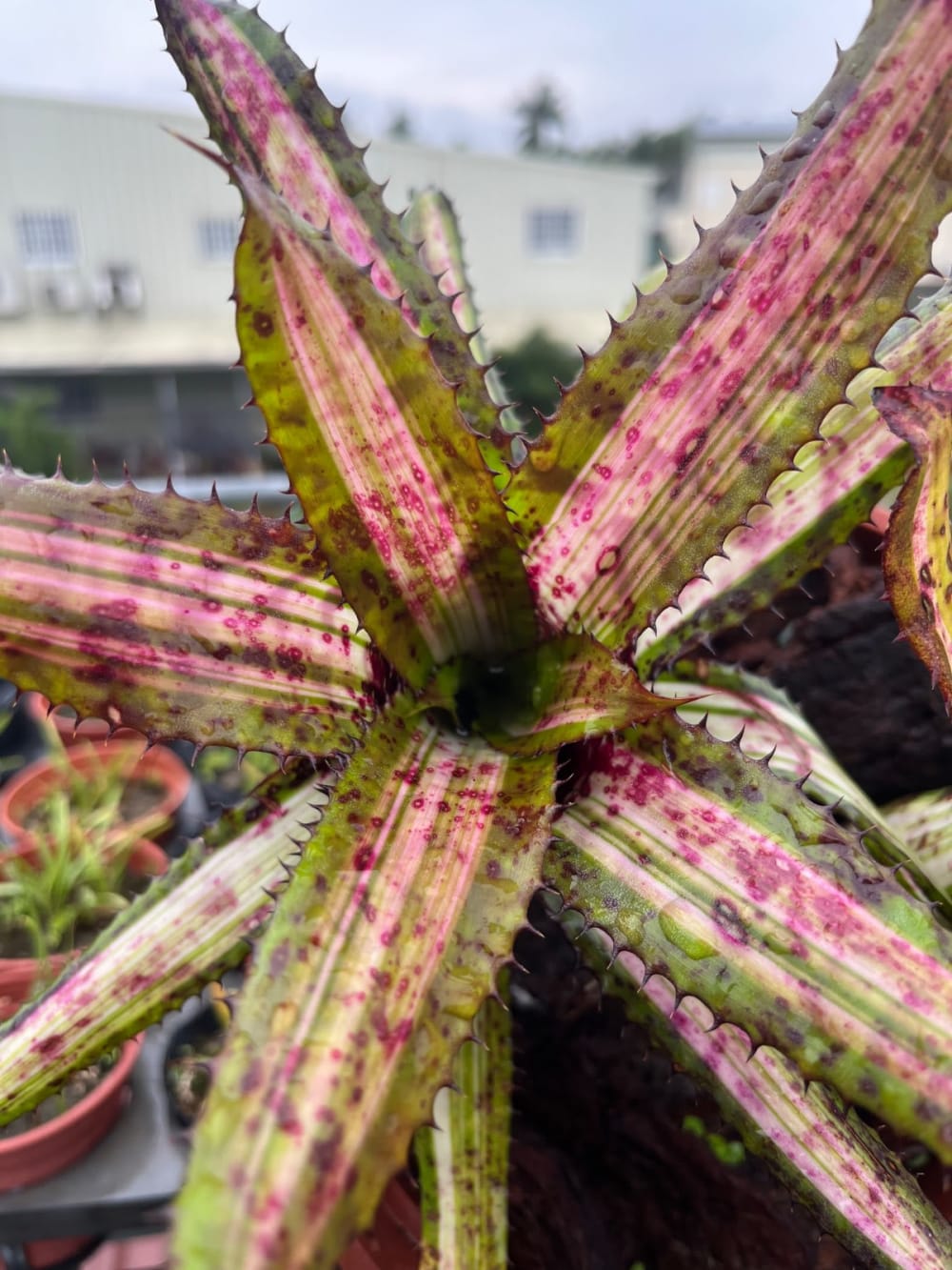 Aechmea Reverse Ensign