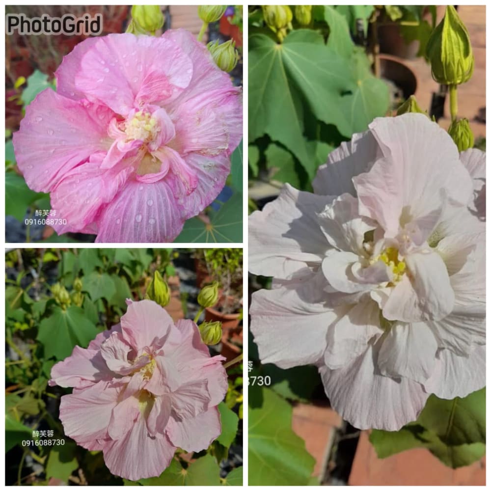 醉芙蓉