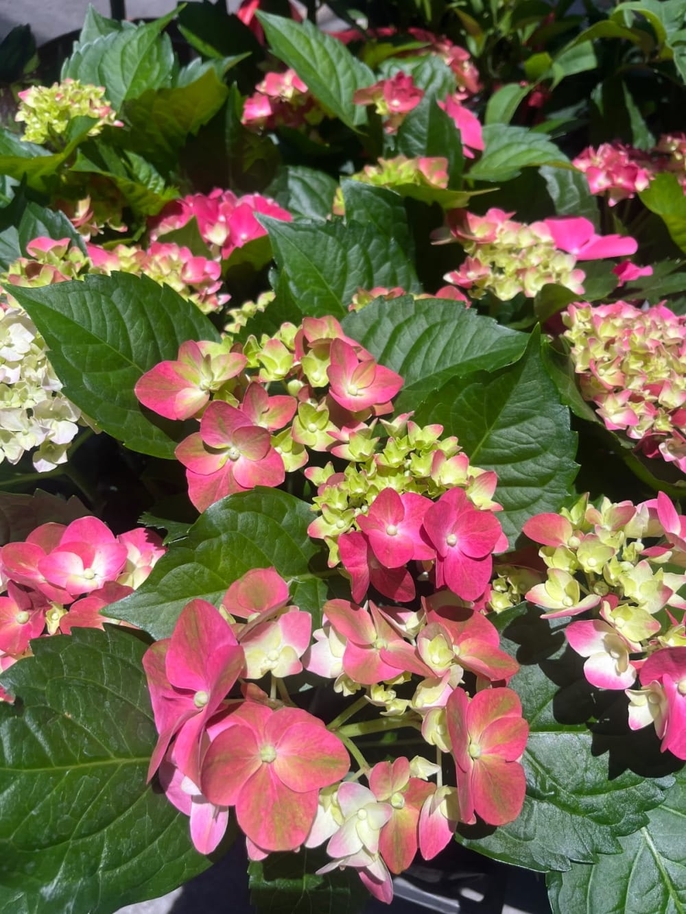 無盡夏繡球花