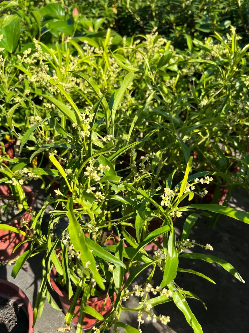 印尼驅蚊樹