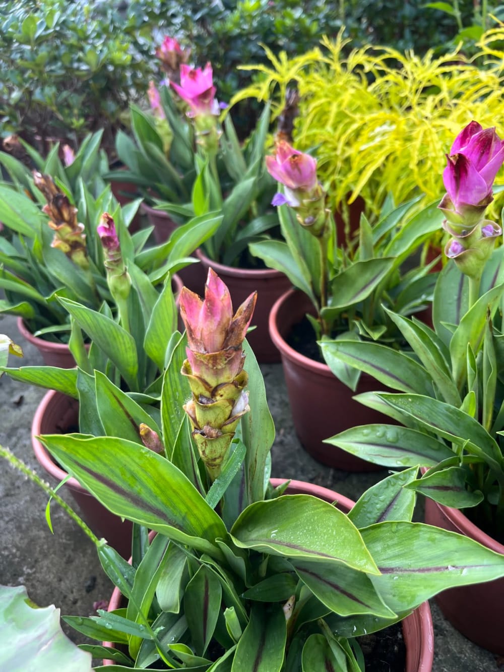 薑荷花